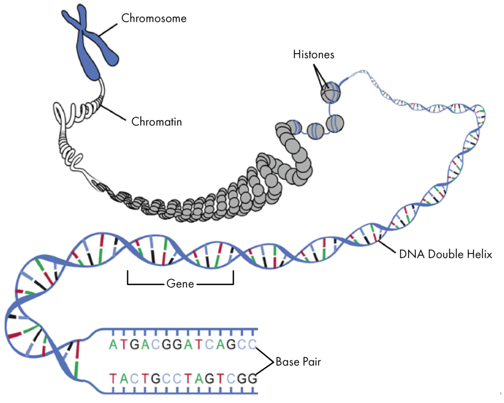 DNA 展开结构示意图。染色体-染色质-组织蛋白-脱氧核糖核酸双螺旋结构-基因-碱基对