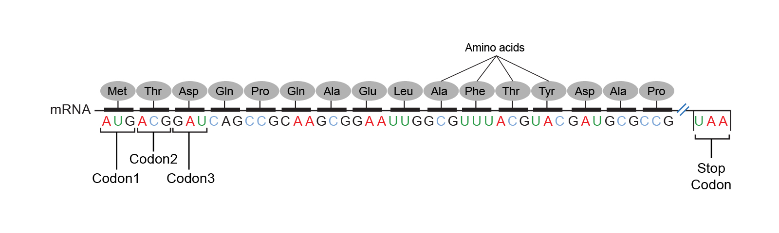 RNA上的密码子[codons](https://en.wikipedia.org/wiki/DNA_codon_table)，“how many codons use a certain spelling”