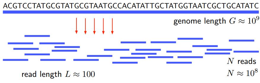 [In DNA sequencing, a read is an inferred sequence of base pairs (or base pair probabilities) corresponding to all or part of a single DNA fragment. A typical sequencing experiment involves fragmentation of the genome into millions of molecules, which are size-selected and ligated to adapters. The set of fragments is referred to as a sequencing library, which is sequenced to produce a set of reads.](https://en.wikipedia.org/wiki/Read_(biology))